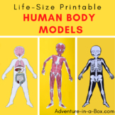 11 Life-Size Human Body Anatomy Paper Models: All Body Systems