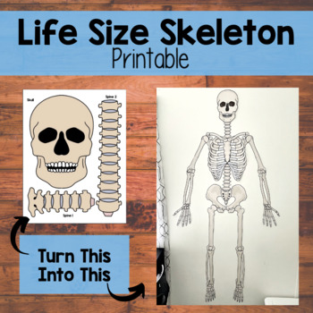 Preview of Life Size Human Skeleton | Health | Science | Anatomy