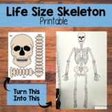 Life Size Human Skeleton | Health | Science | Anatomy