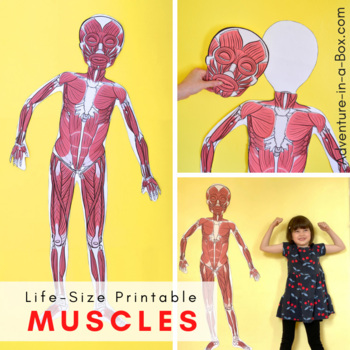 Preview of Life-Size Printable Muscular System