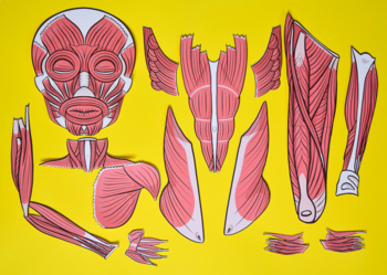 muscular system drawing for kids