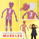 Life-Size Printable Muscular System