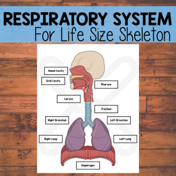 Preview of Life Size Respiratory System | Life Size Skeleton Companion | Science | Anatomy