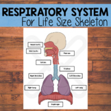Life Size Respiratory System | Life Size Skeleton Companio