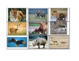 Special Education: Animals - Wild vs. Domestic (sorting)