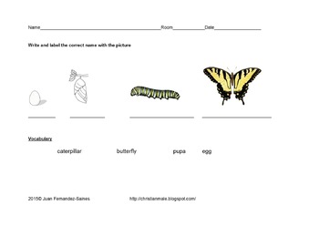 Preview of Life Stages of a Butterfly