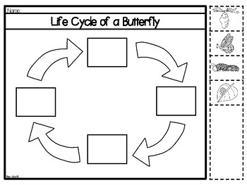 Life cycle of a Butterfly- Bilingual by Rae Elliott | TPT