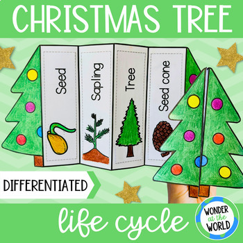 Preview of Life cycle of a Christmas tree conifer foldable sequencing activity