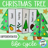 Life cycle of a Christmas tree conifer foldable sequencing