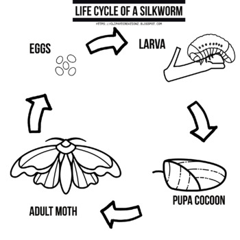 Graph Writing # 94 - Life cycle of the silkworm and the stages in silk  production