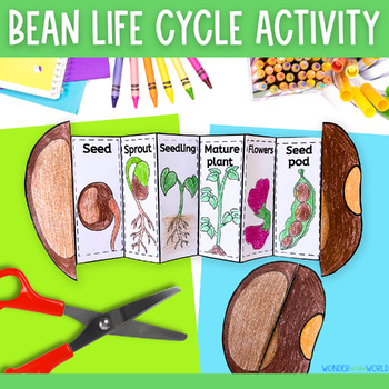 Preview of Life cycle of a bean plant foldable sequencing activity - cut and paste