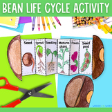 Life cycle of a bean plant foldable sequencing activity - 