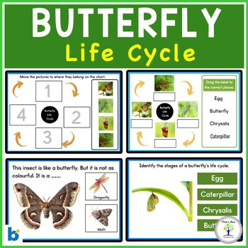 Life cycle of a butterfly Task Cards and Boom Cards by Disha Digital School