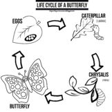 Butterfly Lifecycle Coloring Worksheets Teaching Resources Tpt