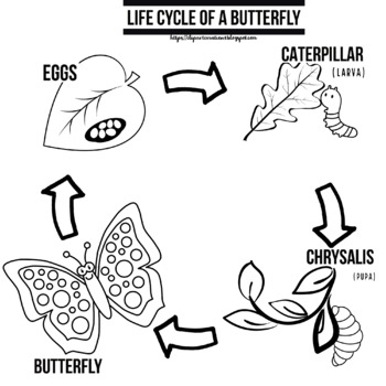 Preview of Life cycle of a butterfly coloring clipart