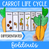 Life cycle of a carrot plant foldable cut and paste sequen