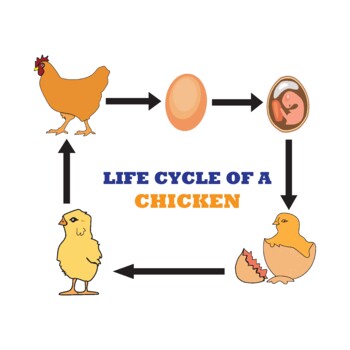 Preview of Life cycle of a chicken