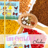 Life cycle of a chicken sorting cards, Spring STEM activity