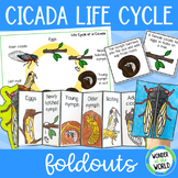 Life cycle of a cicada insect foldable sequencing cut and 