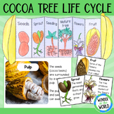 Life cycle of a cocoa bean tree foldable sequencing activities