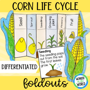 Preview of Life cycle of a corn plant foldable sequencing activity