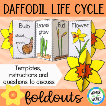 Preview of Life cycle of a daffodil spring flower plant foldable sequencing activity