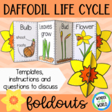 Life cycle of a daffodil spring flower plant foldable sequ