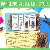 Life cycle of a darkling beetle mealworm insect cut & past