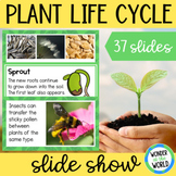 Life cycle of a flowering plant PowerPoint Google Slides s