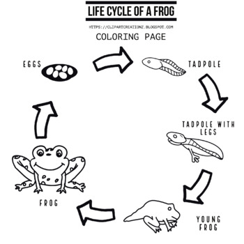 Preview of Life cycle of a frog Coloring Clipart