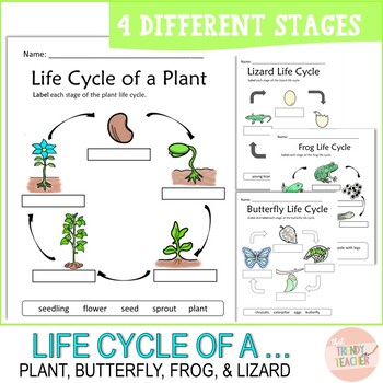 Life cycle of a frog, Life cycle of a butterfly, Life cycle of a lizard ...