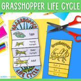 Life cycle of a grasshopper foldable sequencing activity c