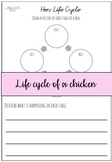 Life cycle of a hen