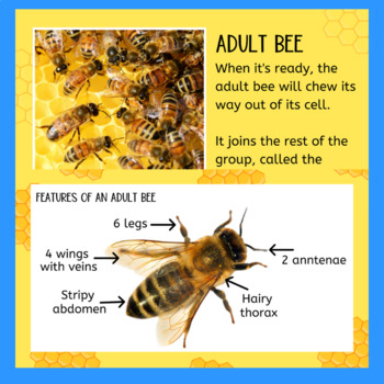 Life cycle of a honey bee PowerPoint slide show presentation | TPT