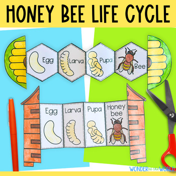 Preview of Life cycle of a honey bee foldout for interactive science notebooks