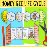 Life cycle of a honey bee foldout for interactive science 