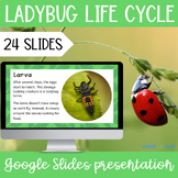 Life cycle of a ladybug Google Slides slide show presentation