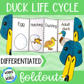 Preview of Life cycle of a mallard duck foldable sequencing activity