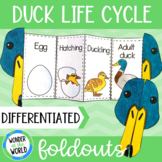 Life cycle of a mallard duck foldable sequencing activity