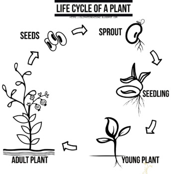 Preview of Life cycle of a plant colouring Clipart