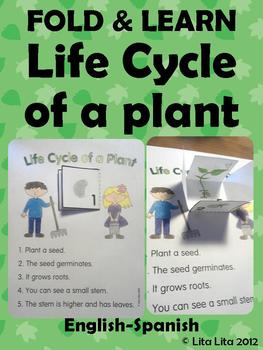 Preview of Life cycle of a plant Fold & Learn