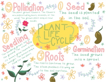 Preview of Life cycle of a plant anchor chart