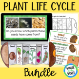 Life cycle of a plant slide show, foldable activity and word wall