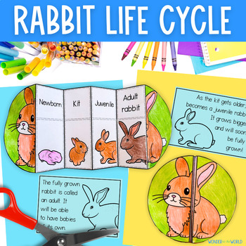 Preview of Life cycle of a rabbit foldable sequencing activity cut and paste