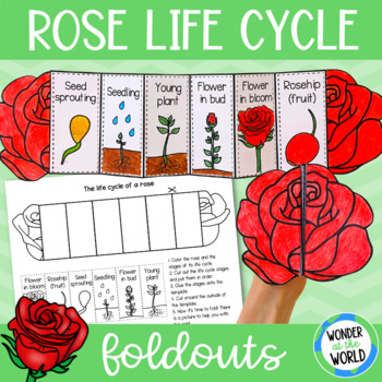 Preview of Life cycle of a rose plant foldable sequencing activity - cut and paste