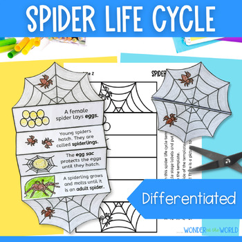 Life Cycle of a Spider Tab Flip book - Classful