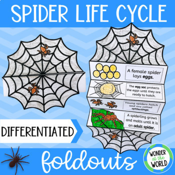 Preview of Life cycle of a spider foldable sequencing activity (spider life cycle)