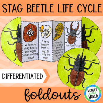 Preview of Life cycle of a stag beetle foldable sequencing activity