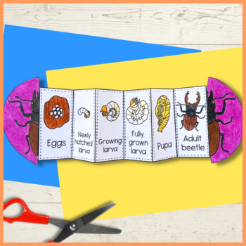 Life cycle of a stag beetle foldable sequencing activity | TPT