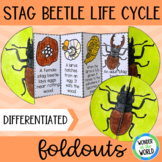 Life cycle of a stag beetle foldable sequencing activity